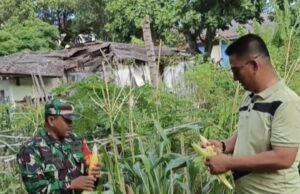 Babinsa Koramil 02/Sukakarya Dampingi Panen Jagung, Dukung Program Ketahanan Pangan Wilayah