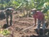 Babinsa Koramil 01/Sukajaya Bantu Warga Buat Bedengan Tanaman Cabai