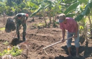 Babinsa Koramil 01/Sukajaya Bantu Warga Buat Bedengan Tanaman Cabai
