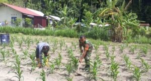 TNI Hadir untuk Rakyat, Babinsa Koramil 01/Sukajaya Bantu Perawatan Jagung Petani