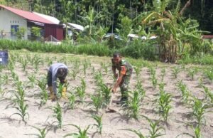 TNI Hadir untuk Rakyat, Babinsa Koramil 01/Sukajaya Bantu Perawatan Jagung Petani