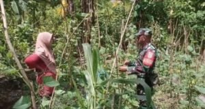 Ketahanan Pangan Jadi Prioritas, Babinsa Koramil/02 Sukakarya Dukung Semangat Warga Bertani
