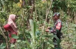Ketahanan Pangan Jadi Prioritas, Babinsa Koramil/02 Sukakarya Dukung Semangat Warga Bertani