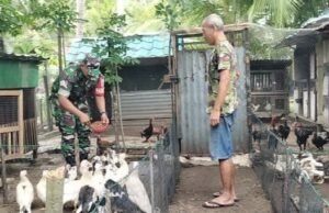 Babinsa 02/Sukakarya Dorong Swasembada Pangan Lewat Peternakan Rakyat