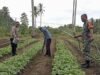 Babinsa Koramil 01/Sukajaya Bersama Bhabinkamtibmas Bantu Petani Sawi di Gampong Cot Abeuk
