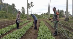 Babinsa Koramil 01/Sukajaya Bersama Bhabinkamtibmas Bantu Petani Sawi di Gampong Cot Abeuk