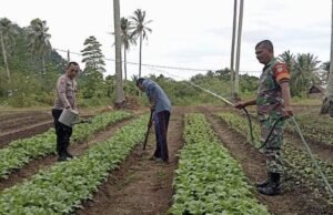 Babinsa Koramil 01/Sukajaya Bersama Bhabinkamtibmas Bantu Petani Sawi di Gampong Cot Abeuk