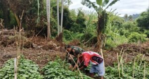 Babinsa Koramil 02/Sukakarya Bantu Petani Tingkatkan Produktivitas Pertanian di Gampong Kuta Barat