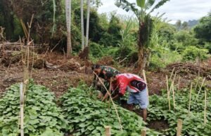 Babinsa Koramil 02/Sukakarya Bantu Petani Tingkatkan Produktivitas Pertanian di Gampong Kuta Barat