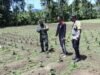 Babinsa Gampong Paya Seunara Dampingi Petani Nilam, Tingkatkan Semangat dan Ekonomi Lokal