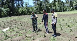 Babinsa Gampong Paya Seunara Dampingi Petani Nilam, Tingkatkan Semangat dan Ekonomi Lokal