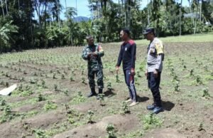 Babinsa Gampong Paya Seunara Dampingi Petani Nilam, Tingkatkan Semangat dan Ekonomi Lokal
