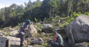 Dukung Ketahanan Pangan, Babinsa Koramil 02/Sukakarya Dampingi Petani Cabai Rawit di Gampong Iboih