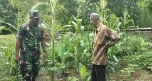 Babinsa Koramil 02/Sukakarya Dorong Kemandirian Pangan Lewat Pendampingan Petani Sayuran