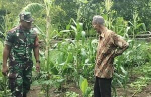 Babinsa Koramil 02/Sukakarya Dorong Kemandirian Pangan Lewat Pendampingan Petani Sayuran