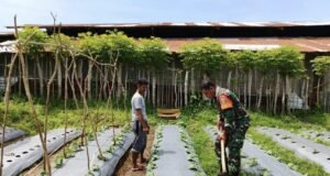 Dukung Ketahanan, Babinsa Koramil 02/Sukakarya Terjun Lapangan Bantu Petani