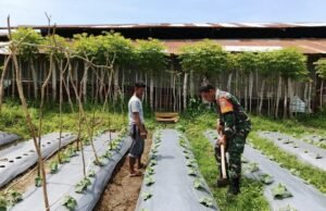 Dukung Ketahanan, Babinsa Koramil 02/Sukakarya Terjun Lapangan Bantu Petani