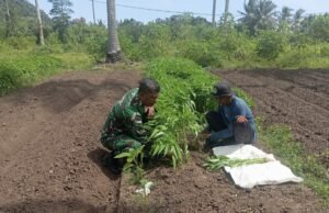 Kebersamaan Babinsa Koramil 01/Sukajaya Bantu Petani Panen Kangkung di Gampong Cot Abeuk