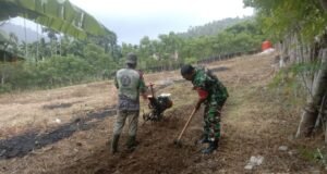 Babinsa Koramil 01/Sukajaya Bantu Petani Olah Lahan Tanam Jagung di Gampong Balohan