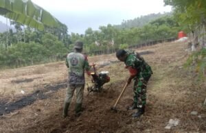 Babinsa Koramil 01/Sukajaya Bantu Petani Olah Lahan Tanam Jagung di Gampong Balohan