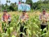 Panen Raya Jagung Serentak Kuartal III, Wujud Sinergi Ketahanan Pangan di Kota Sabang