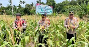 Panen Raya Jagung Serentak Kuartal III, Wujud Sinergi Ketahanan Pangan di Kota Sabang