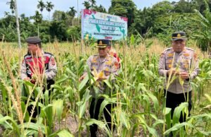 Panen Raya Jagung Serentak Kuartal III, Wujud Sinergi Ketahanan Pangan di Kota Sabang
