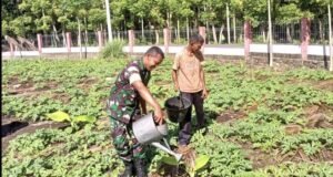 Babinsa Dampingi Petani Semangka di Gampong Paya, Dukung Swasembada Pangan Nasional