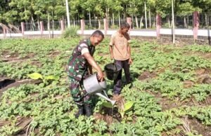 Babinsa Dampingi Petani Semangka di Gampong Paya, Dukung Swasembada Pangan Nasional