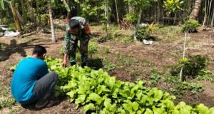 Babinsa Koramil 01/Sukajaya Pantau Ketahanan Pangan di Gampong Beurawang