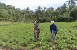 Pendampingan Babinsa Jadi Wujud Nyata Dukungan Program Hanpangan