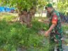Babinsa Koramil 01/Sukajaya Bantu Petani Panen Cabe di Gampong Ie Meulee