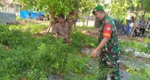 Babinsa Koramil 01/Sukajaya Bantu Petani Panen Cabe di Gampong Ie Meulee
