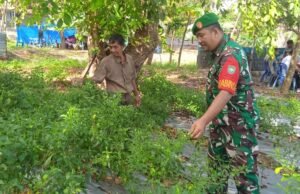 Babinsa Koramil 01/Sukajaya Bantu Petani Panen Cabe di Gampong Ie Meulee