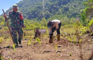 TNI Bersama Rakyat, Babinsa Koramil 01/Sukajaya Bantu Petani Tanam Kacang Tanah untuk Perkuat Hanpangan