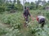 Babinsa Koramil 02/Sukakarya Dampingi Petani Sayur, Wujud Nyata Dukungan Ketahanan Pangan