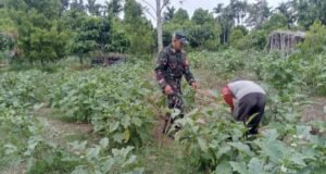 Babinsa Koramil 02/Sukakarya Dampingi Petani Sayur, Wujud Nyata Dukungan Ketahanan Pangan