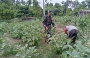 Babinsa Koramil 02/Sukakarya Dampingi Petani Sayur, Wujud Nyata Dukungan Ketahanan Pangan