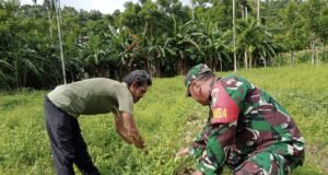 Babinsa Koramil 02/Sukakarya Dukung Program Hanpangan, Bantu Petani Rawat Tanaman Semangka di Gampong Batee Shoek