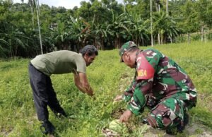 Babinsa Koramil 02/Sukakarya Dukung Program Hanpangan, Bantu Petani Rawat Tanaman Semangka di Gampong Batee Shoek