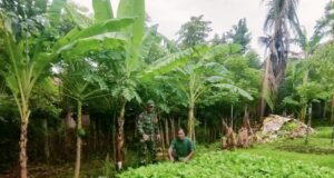 Babinsa Koramil 02/Sukakarya Pantau Ketahanan Pangan Warga Binaan di Gampong Kuta Ateuh