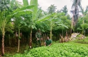 Babinsa Koramil 02/Sukakarya Pantau Ketahanan Pangan Warga Binaan di Gampong Kuta Ateuh