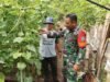 Babinsa Koramil 02/Sukakarya Perkuat Ketahanan Pangan, Dampingi Warga Panen Timun di Gampong Kuta Barat