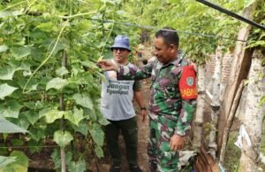 Babinsa Koramil 02/Sukakarya Perkuat Ketahanan Pangan, Dampingi Warga Panen Timun di Gampong Kuta Barat