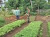 Babinsa Koramil 02/Sukakarya Dampingi Petani Sayur di Gampong Aneuk Laot, Wujud Nyata Dukungan Ketahanan Pangan