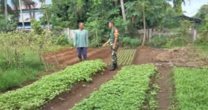 Babinsa Koramil 02/Sukakarya Dampingi Petani Sayur di Gampong Aneuk Laot, Wujud Nyata Dukungan Ketahanan Pangan
