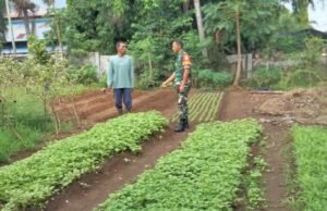 Babinsa Koramil 02/Sukakarya Dampingi Petani Sayur di Gampong Aneuk Laot, Wujud Nyata Dukungan Ketahanan Pangan