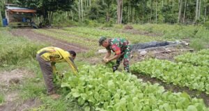 Wujudkan Hanpangan, Babinsa Kodim 02/Sukakarya Ajak Petani Manfaatkan Lahan Produktif
