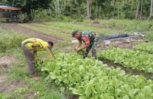Wujudkan Hanpangan, Babinsa Kodim 02/Sukakarya Ajak Petani Manfaatkan Lahan Produktif
