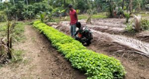 Babinsa Koramil 01/Sukajaya Pantau Ketahanan Pangan, Dorong Petani Rawat Tanaman Secara Rutin